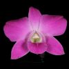 /published/publicdata/FLORA/attachments/SC/master/tmppro106_min_orchidey dendrobium rozovay.jpg